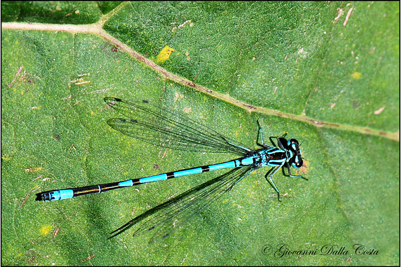 Damigelle da identificare